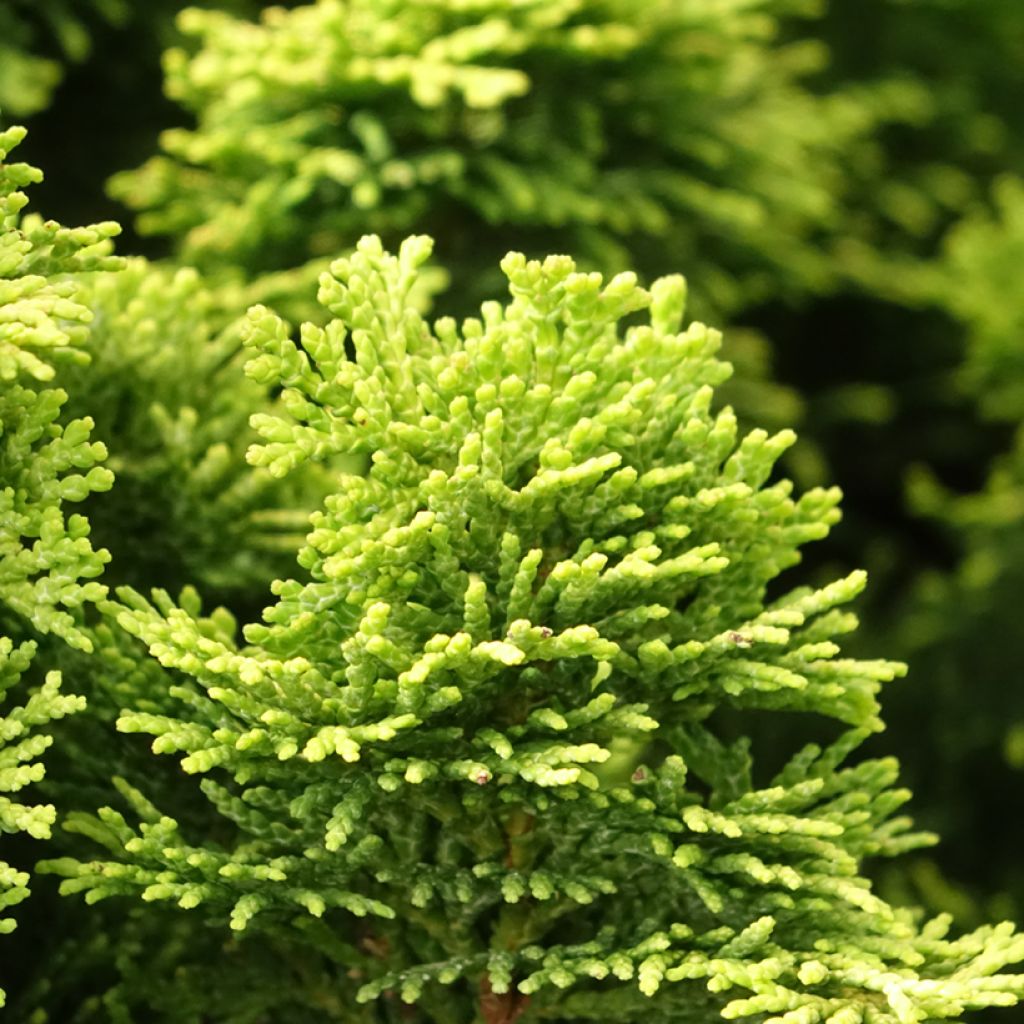Cyprès hinoki du Japon - Chamaecyparis obtusa Nana Aurea