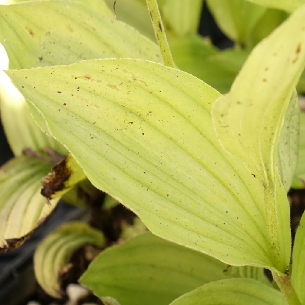 Cypripedium Gisella - Sabot de Venus hybride