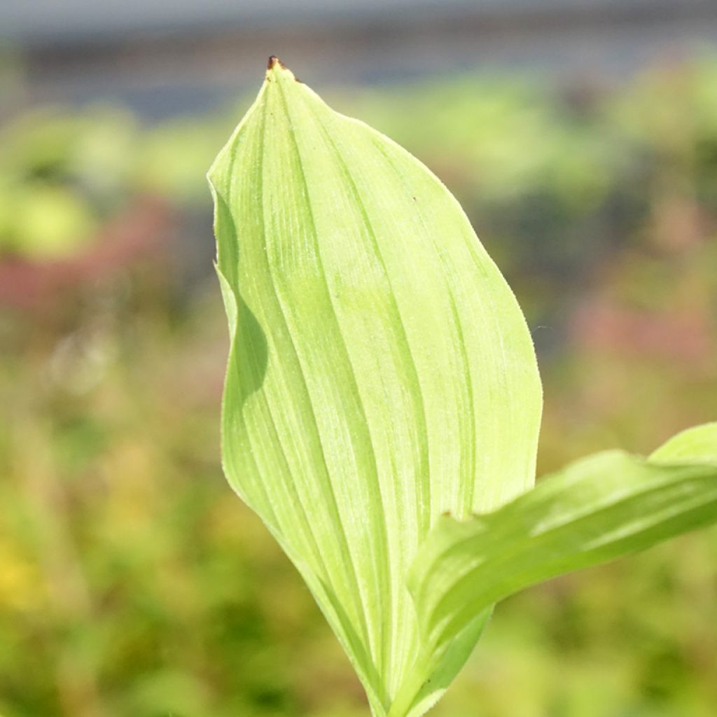 Cypripedium Sabine - Sabot de Venus hybride