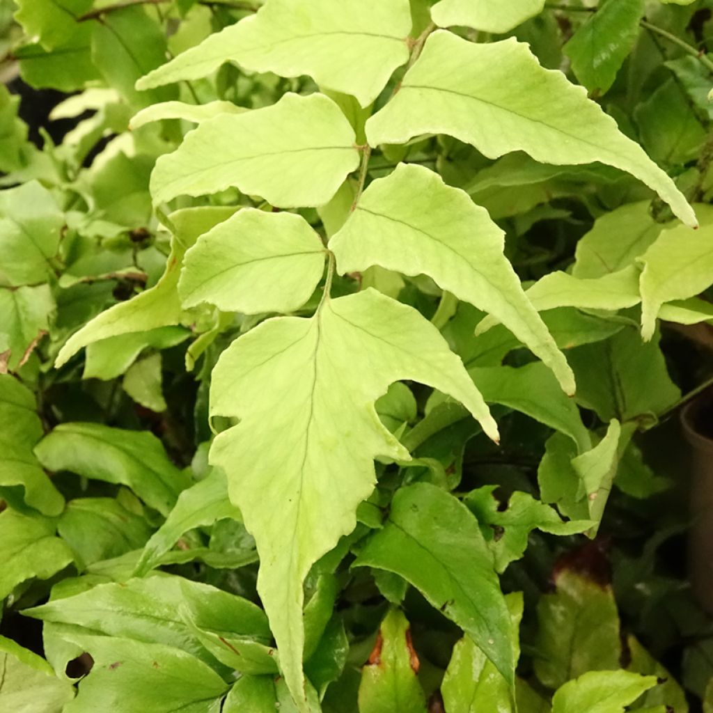 Cyrtomium fortunei var. clivicola - Fougère