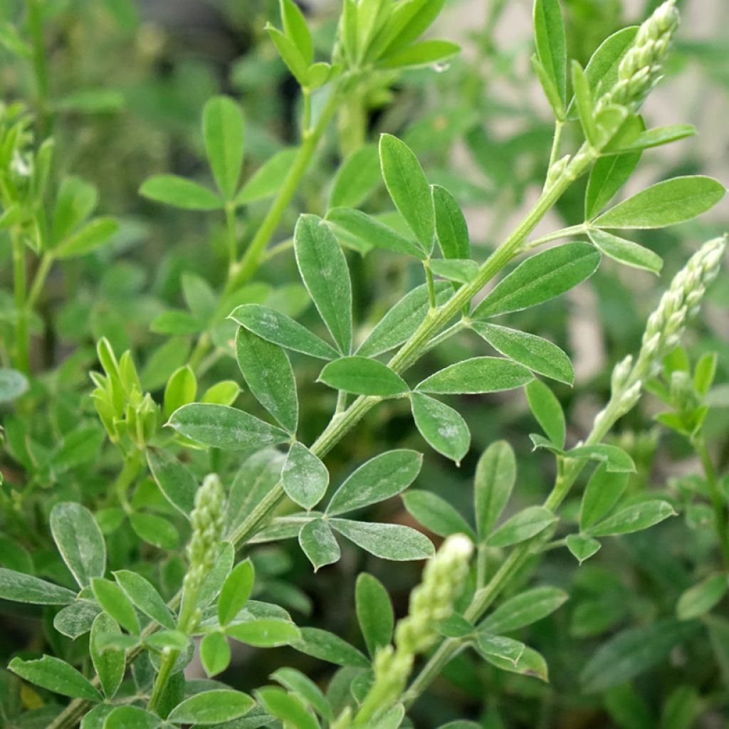 Cytisus racemosus Phebus - Genêt de Tenerife