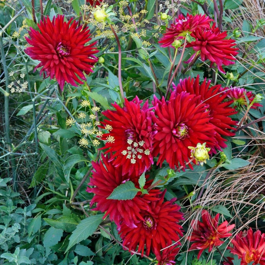 Dahlia cactus Chat Noir