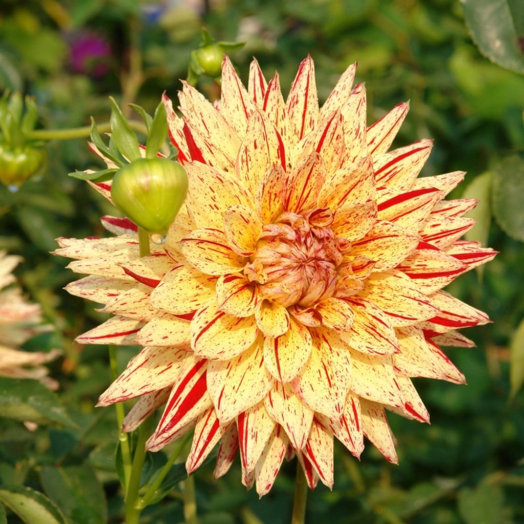 Dahlia semi-cactus Hy Pimento