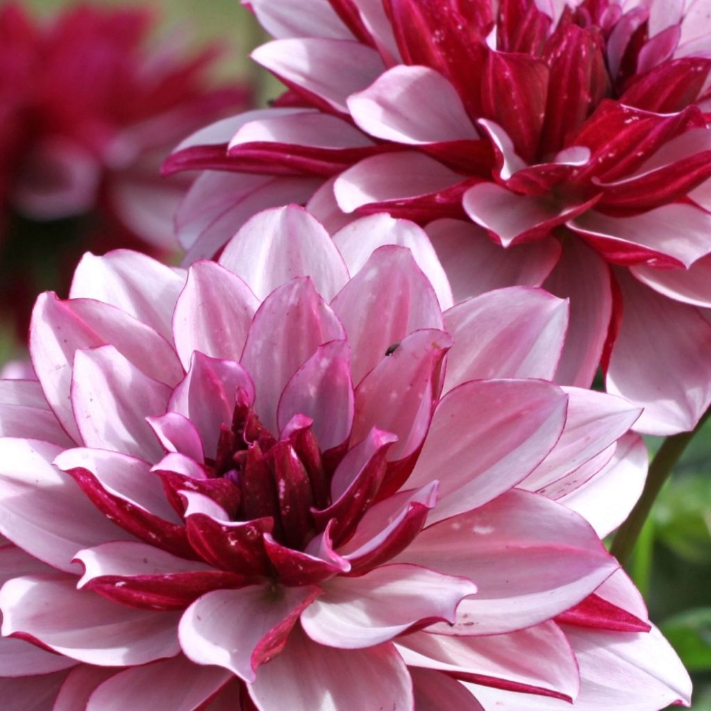 Dahlia décoratif Creme de Cassis