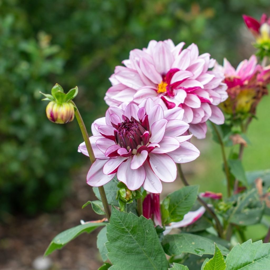 Dahlia décoratif Creme de Cassis