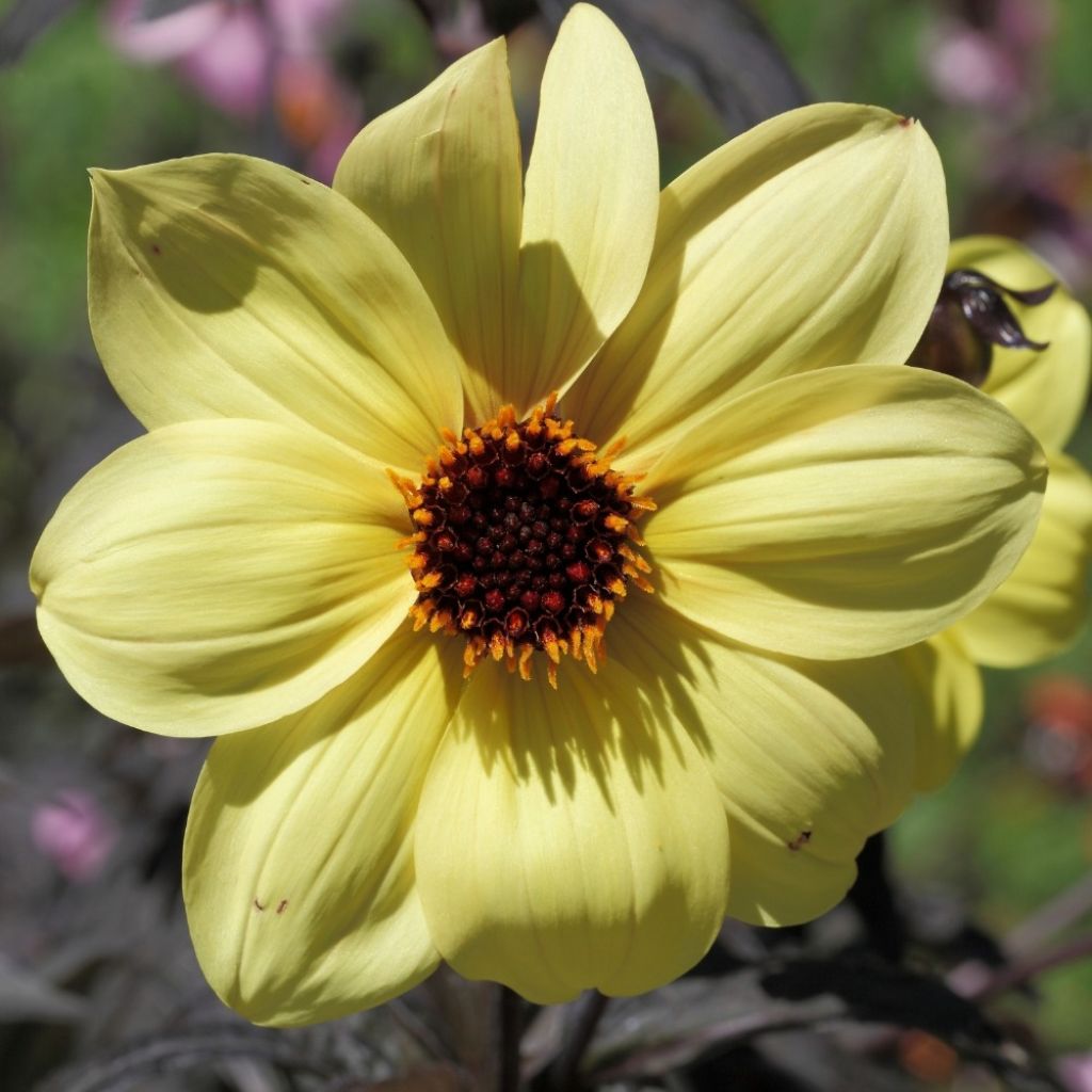 Dahlia paysage Knock Out - Mystic Illusion
