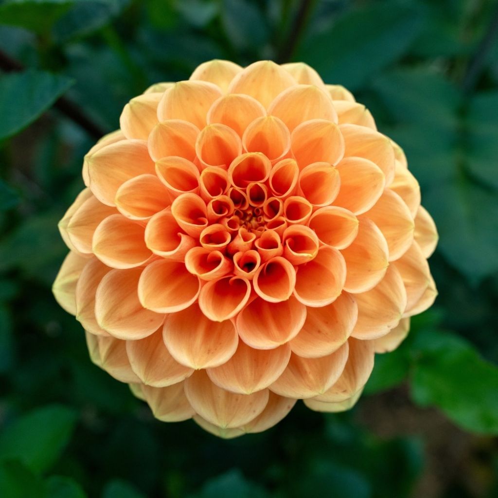 Dahlia balle Sylvia