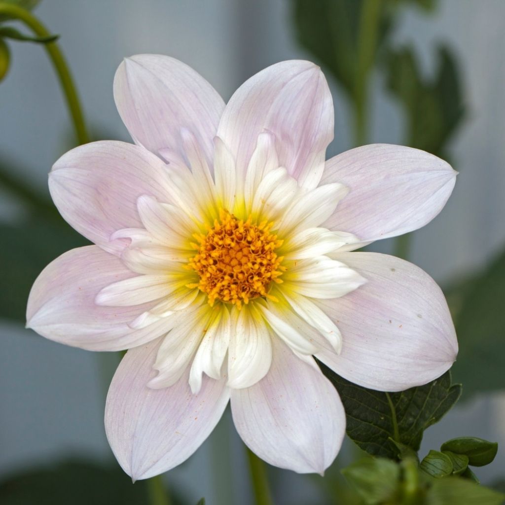 Dahlia collerette Teesbrooke Audrey