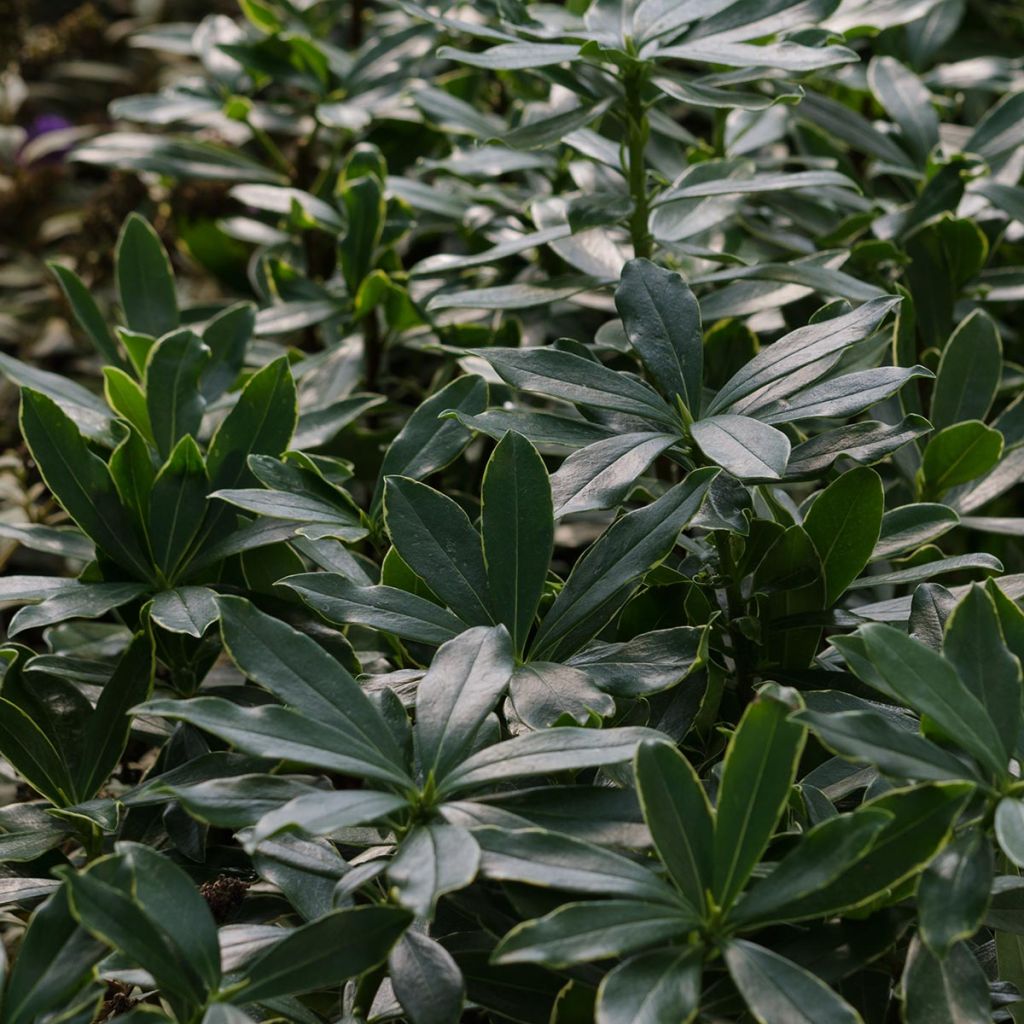 Daphne odora Aureomarginata