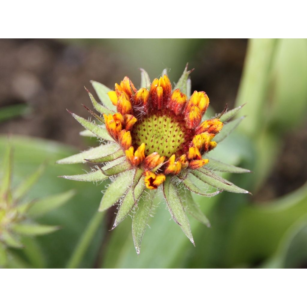 Début de floraison