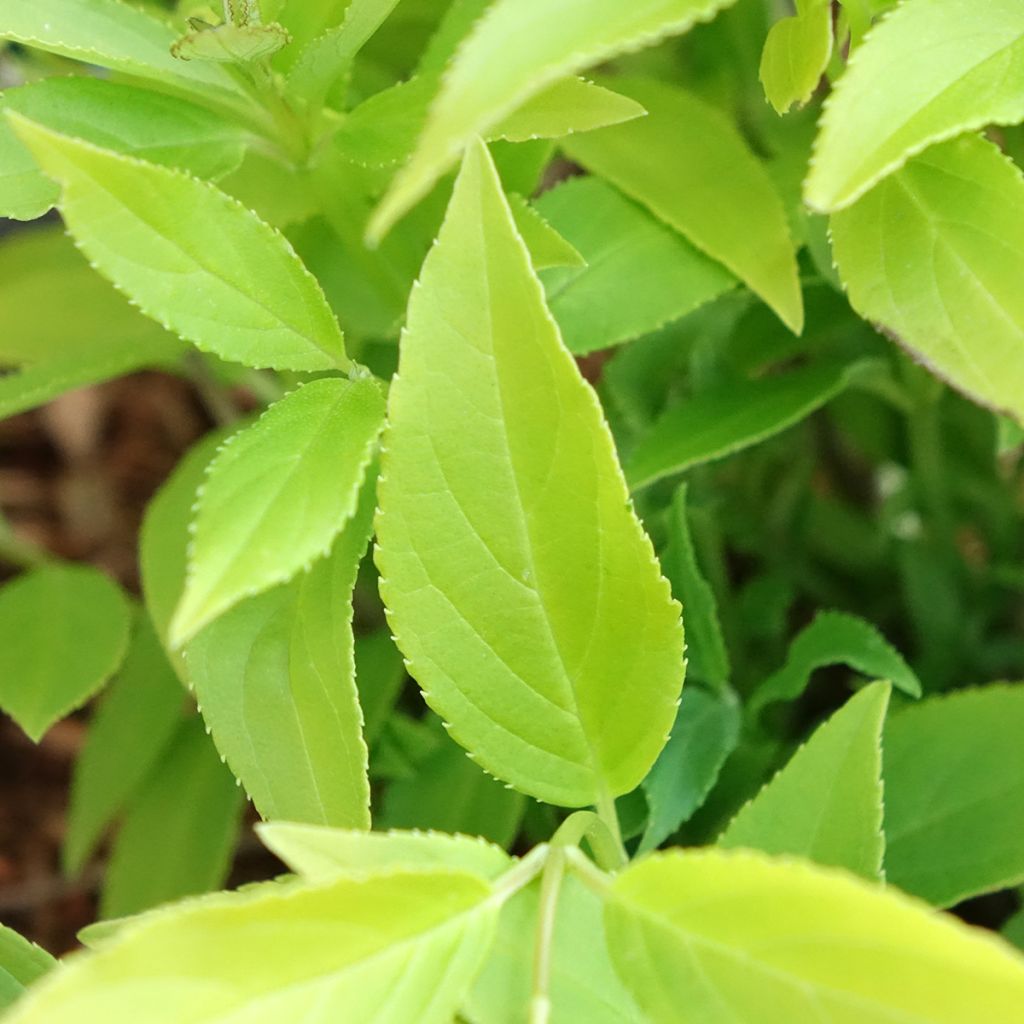 Deutzia gracilis Variegata
