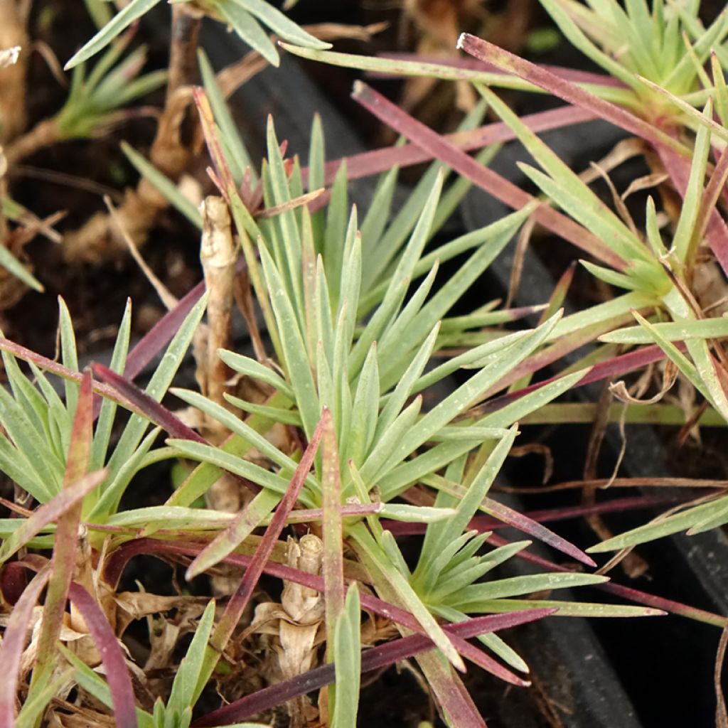 Dianthus plumarius Scent First Iced Gem - Oeillet mignardise