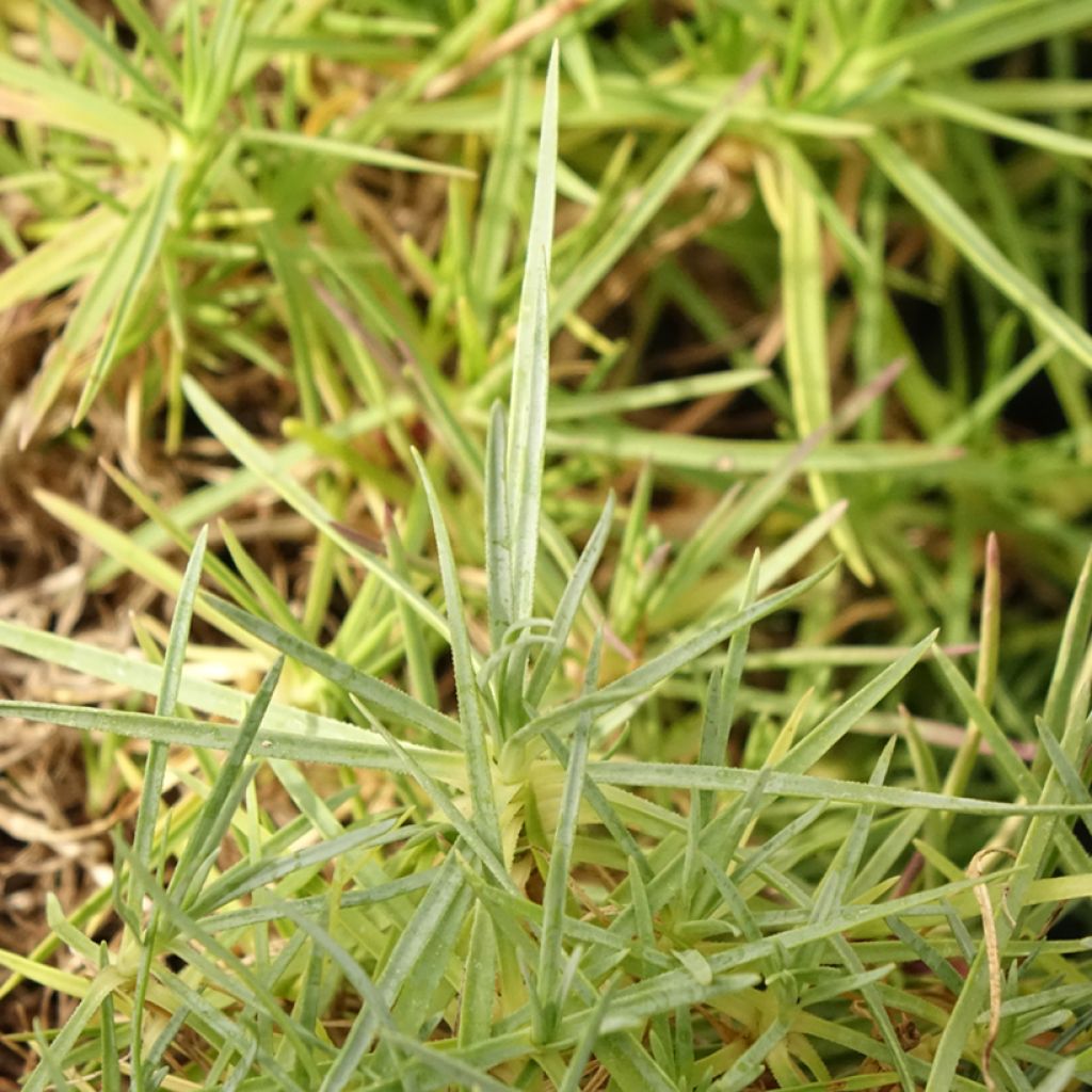 Dianthus spiculifolius, Oeillet