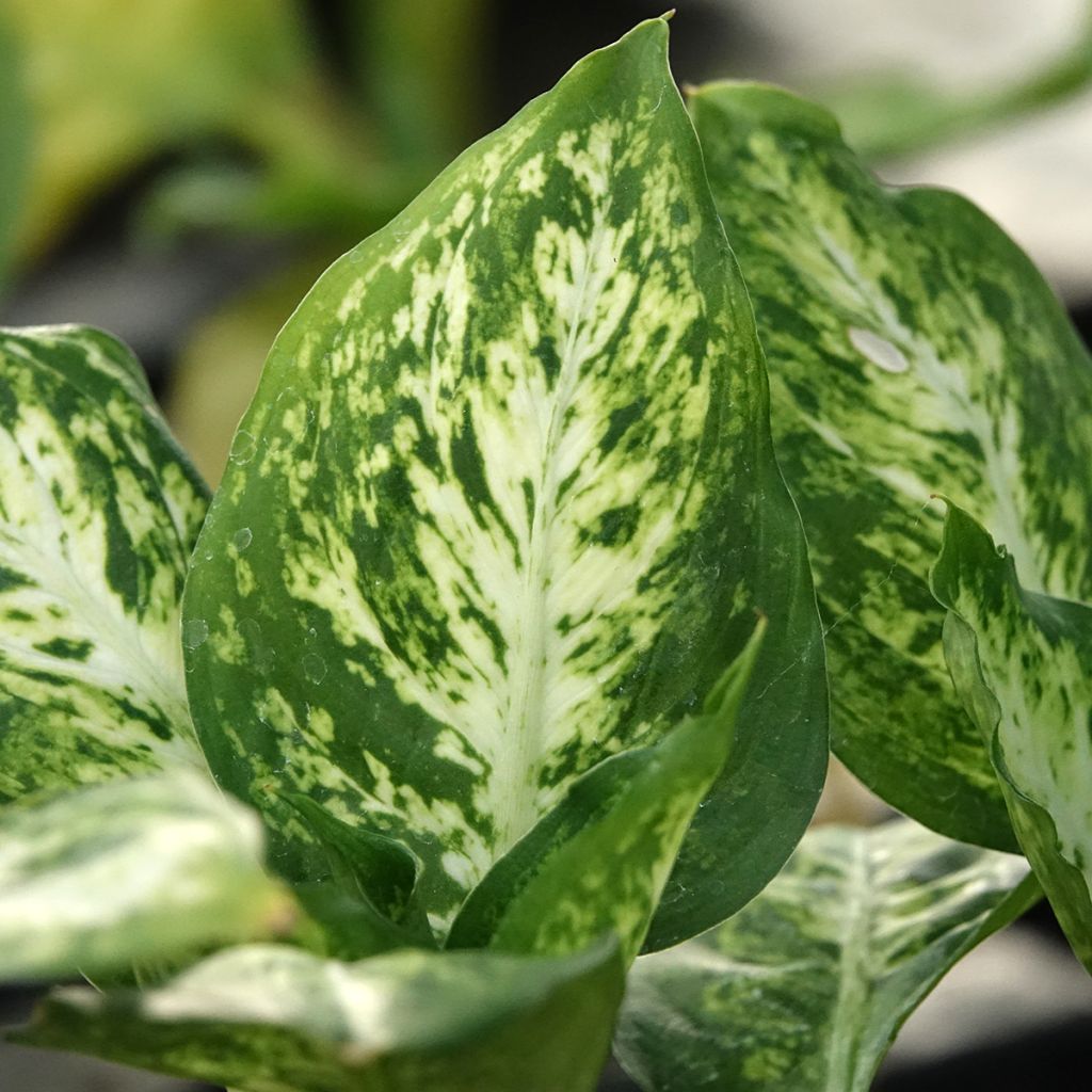 Dieffenbachia maculata Amy
