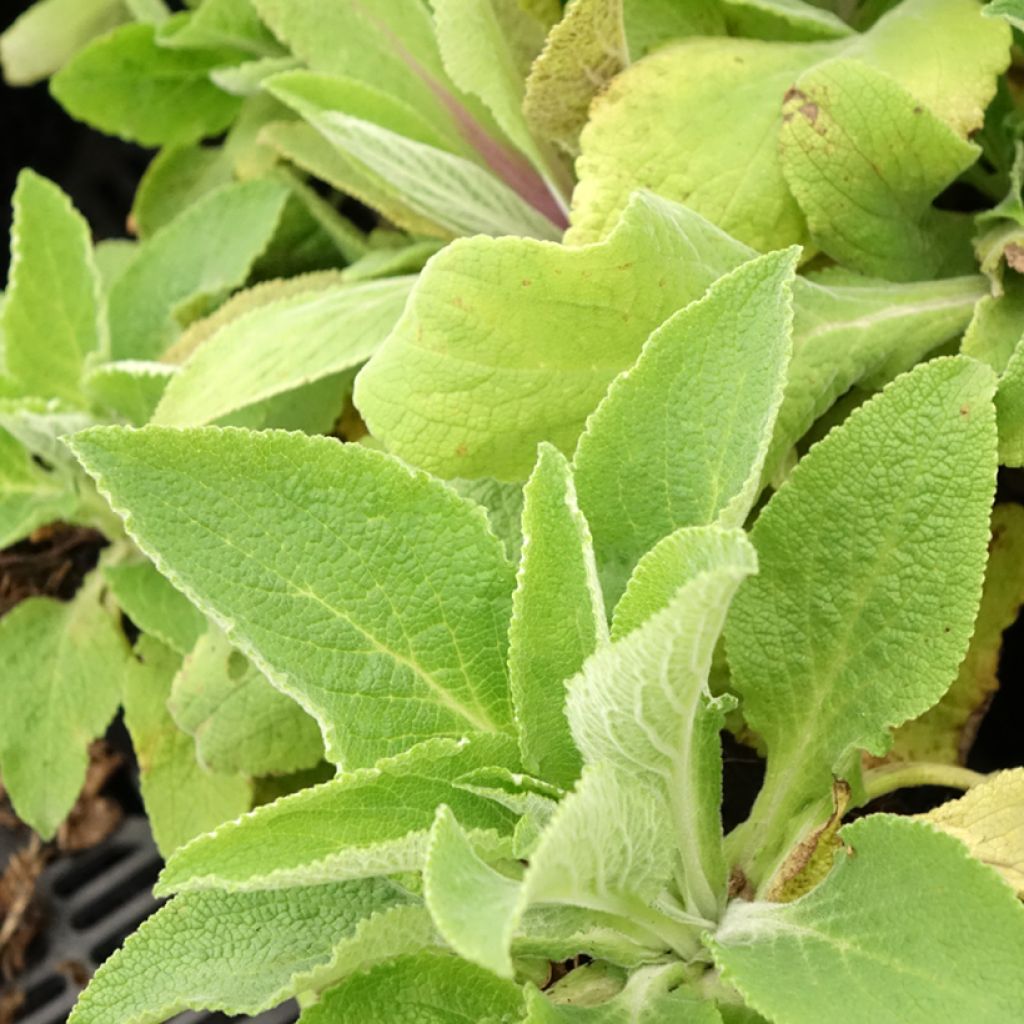 Digitale - Digitalis purpurea Monstrosa 