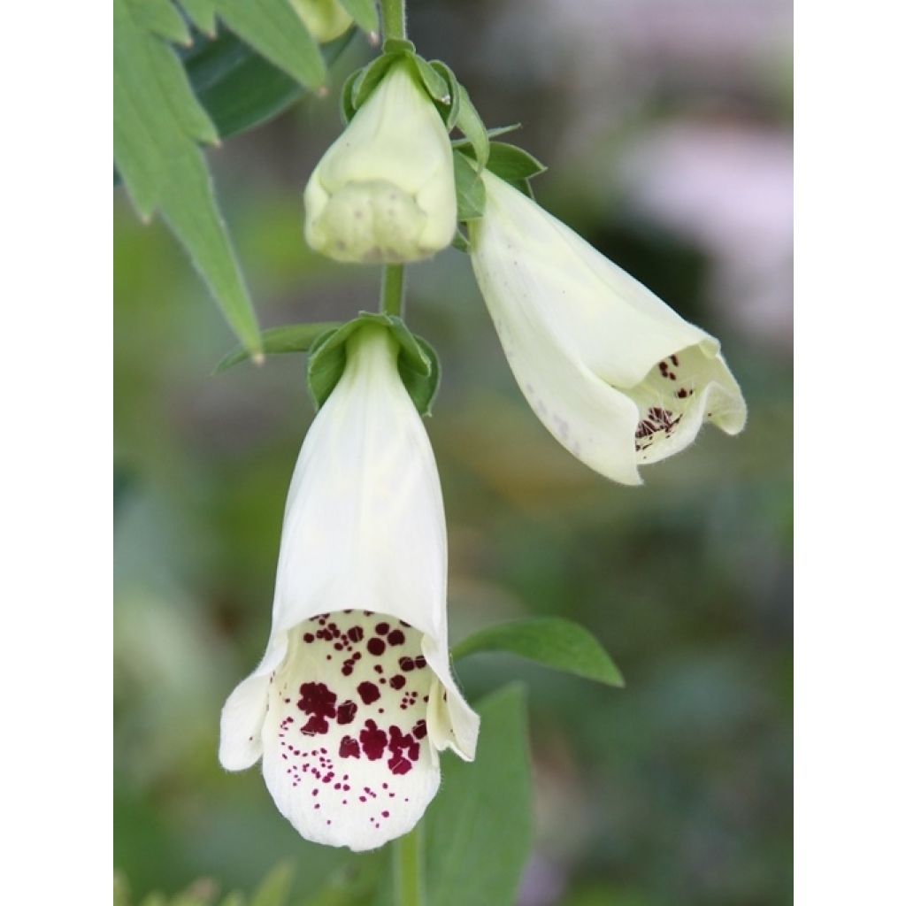 Digitale - Digitalis Dalmatian en mélange 
