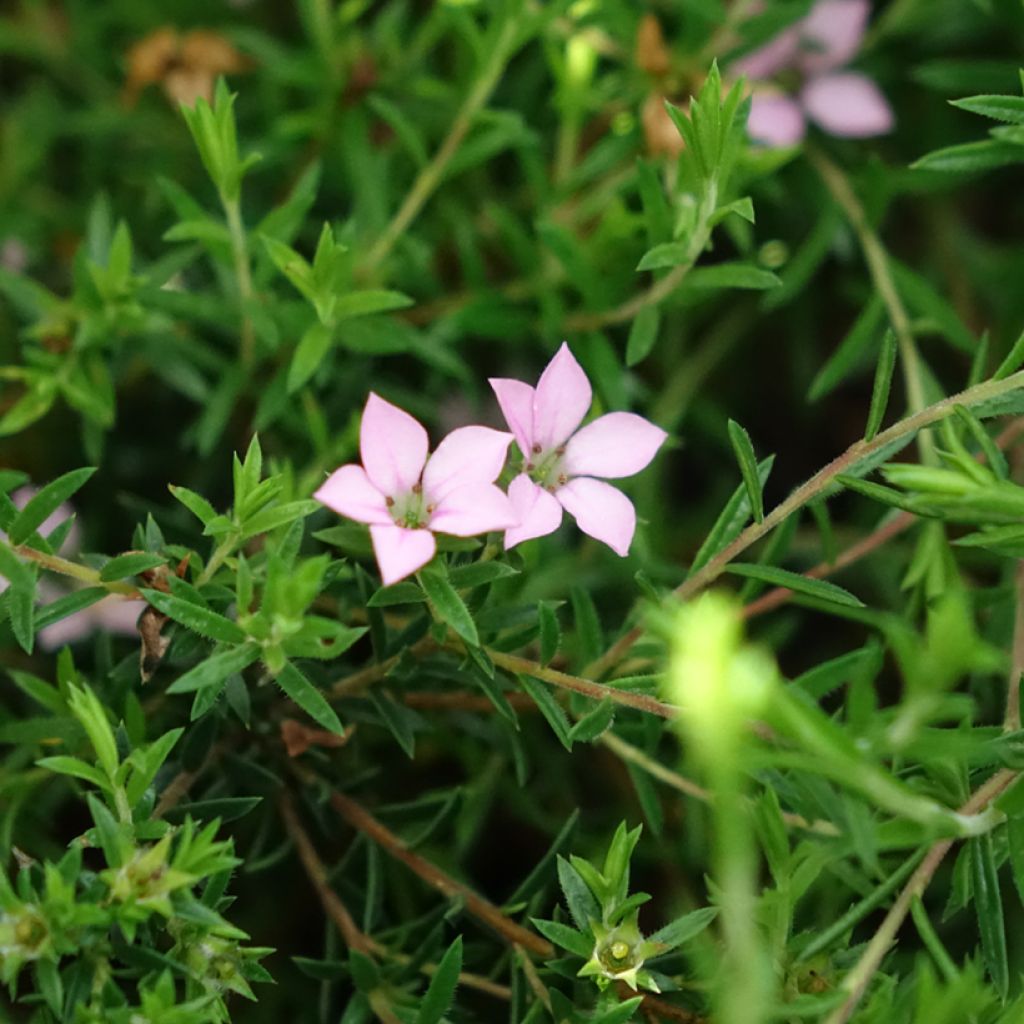 Diosma Pink Diamond