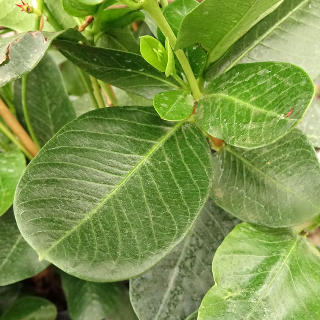 Dipladenia diamantina Agate mini Strawberry red - Mandevilla