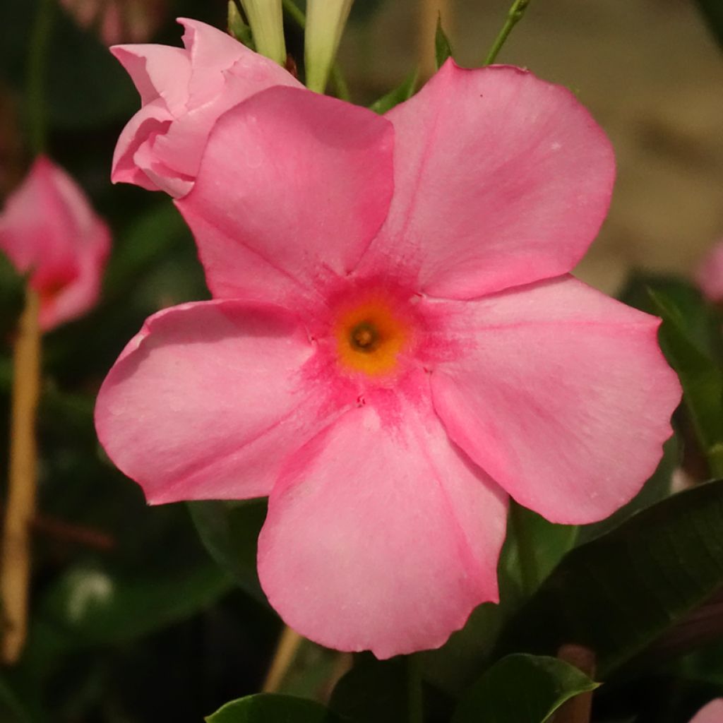 Dipladenia diamantina Agate mini Strawberry red - Mandevilla