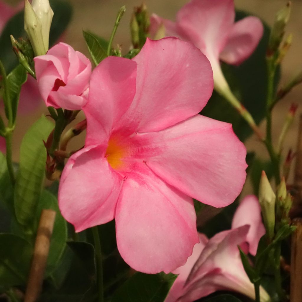 Dipladenia diamantina Agate mini Strawberry red - Mandevilla