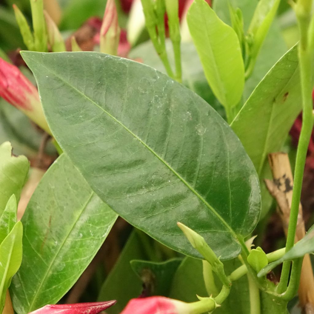 Dipladenia Diamantina Jade Red