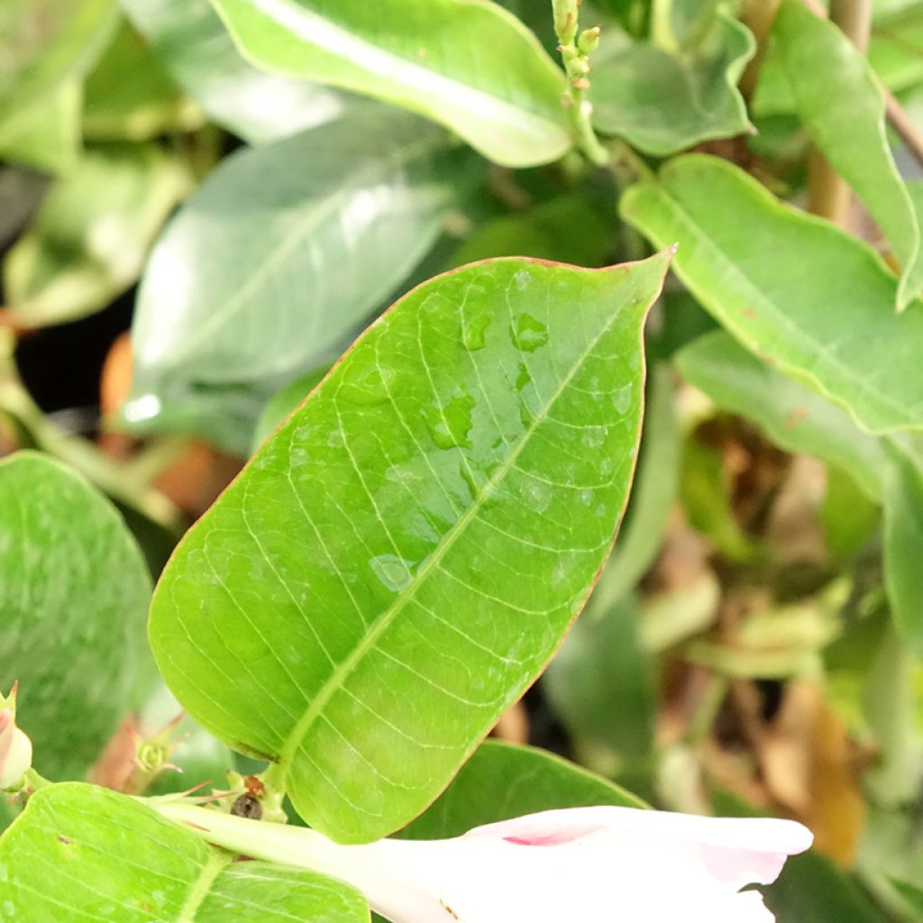 Dipladenia Diamantina Jade Rose