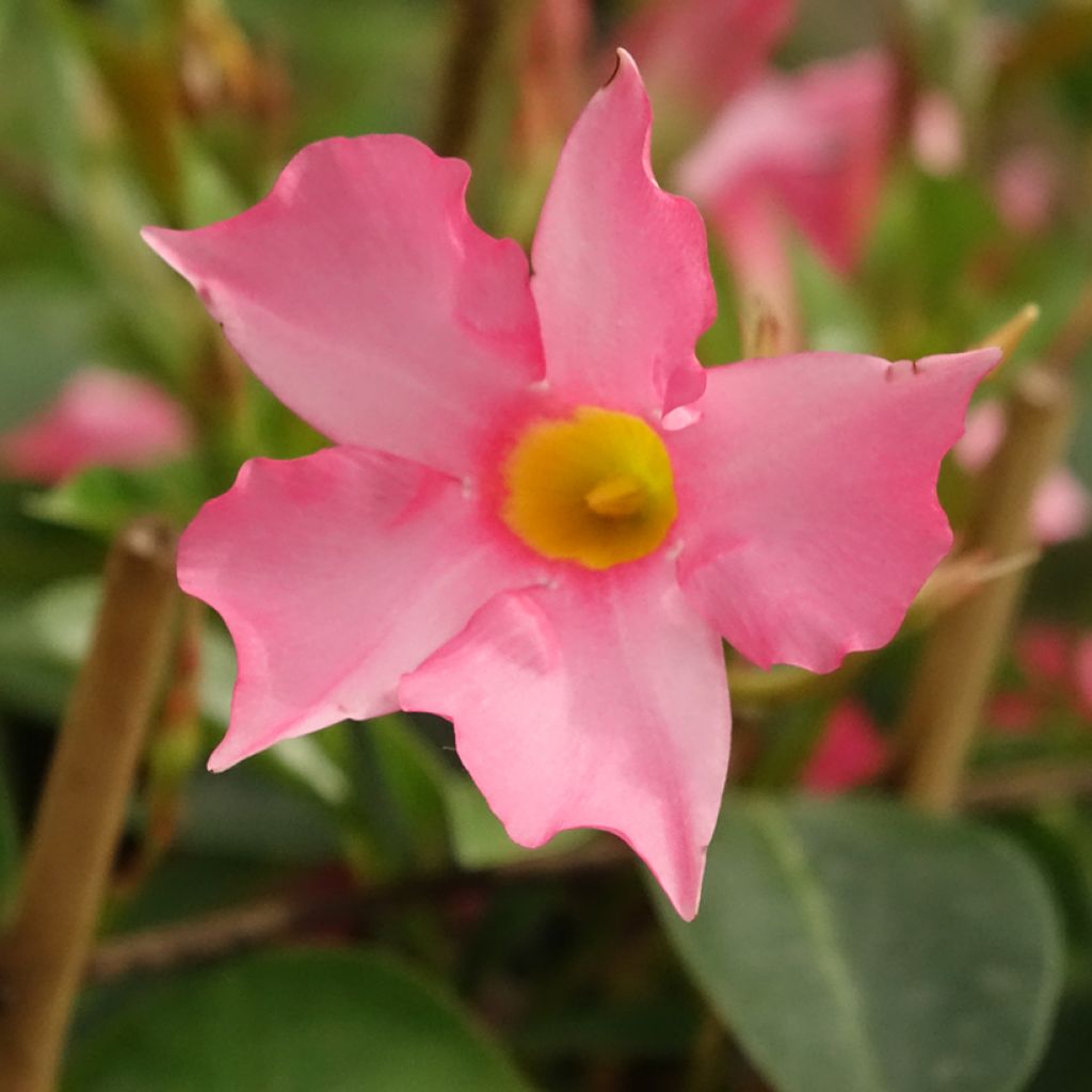 Dipladenia Diamantina Opale Fuchsia Flammé 