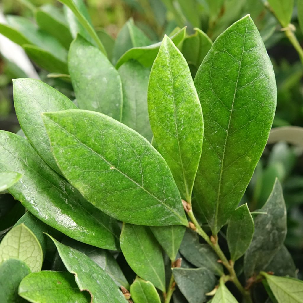 Distylium Coppertone