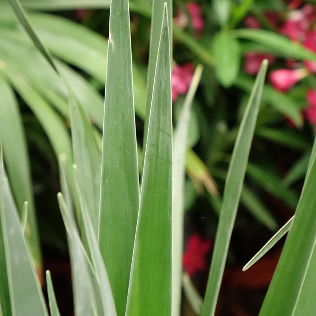 Dracaena draco - Dragonnier des Canaries