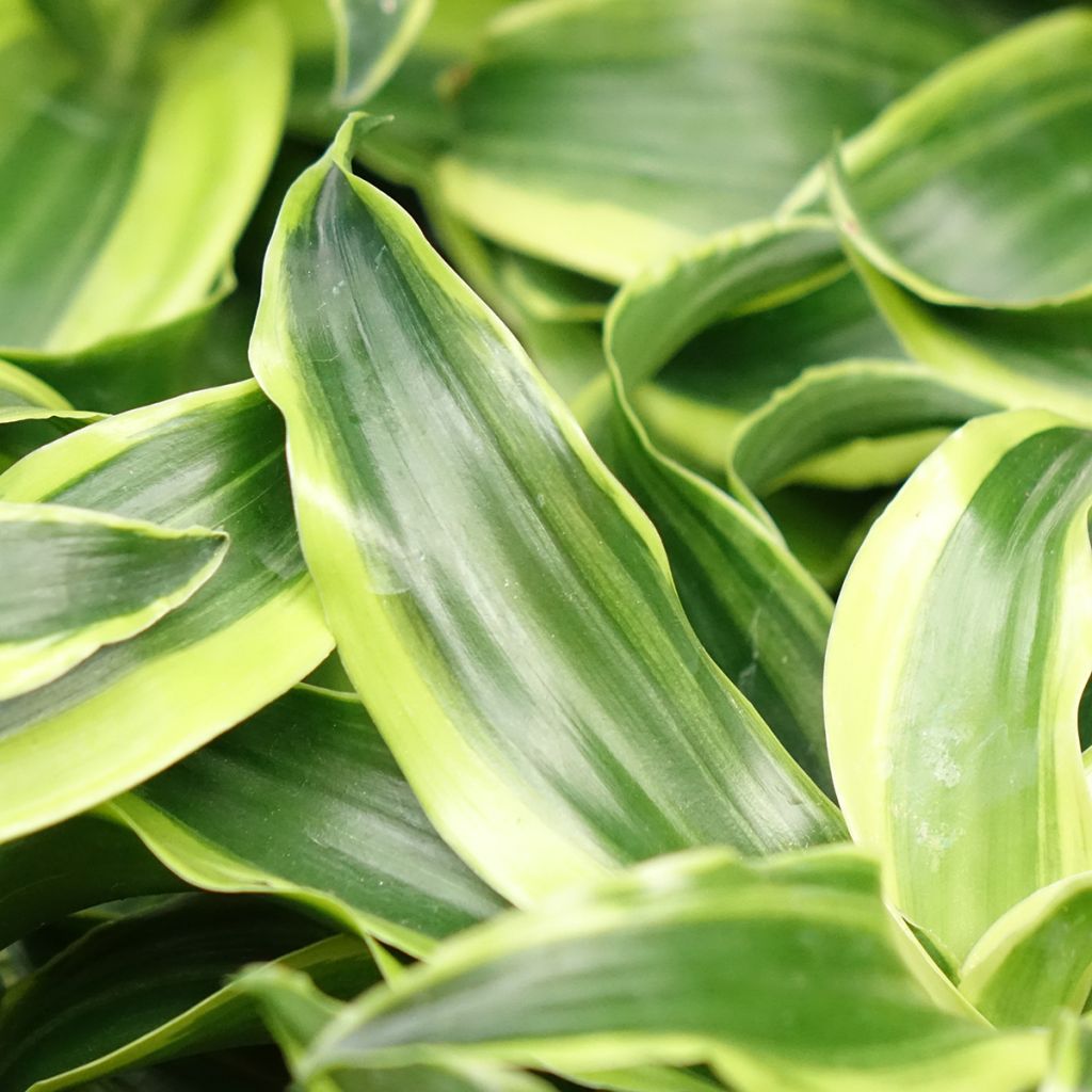 Dracaena Dragontree Tornado - Dragonnier 