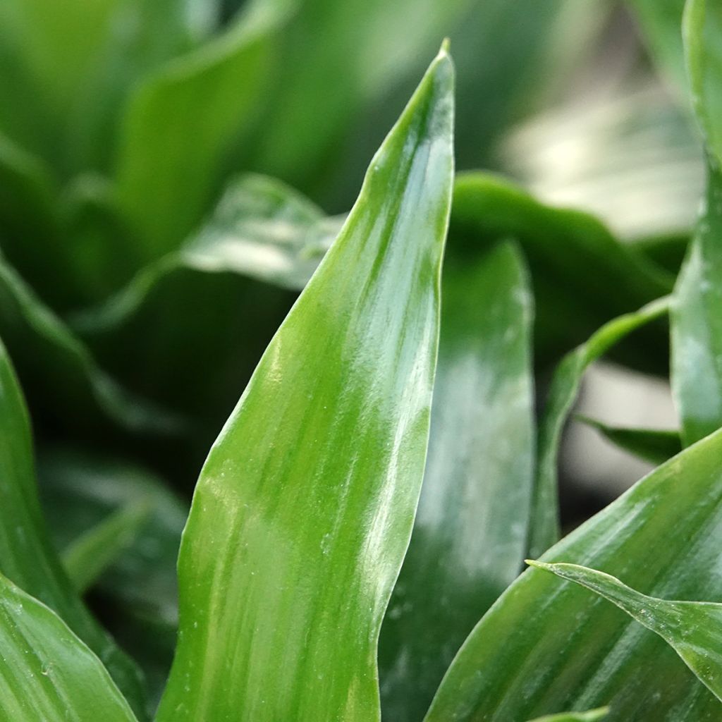 Dracaena Janet Craig - Dragonnier 