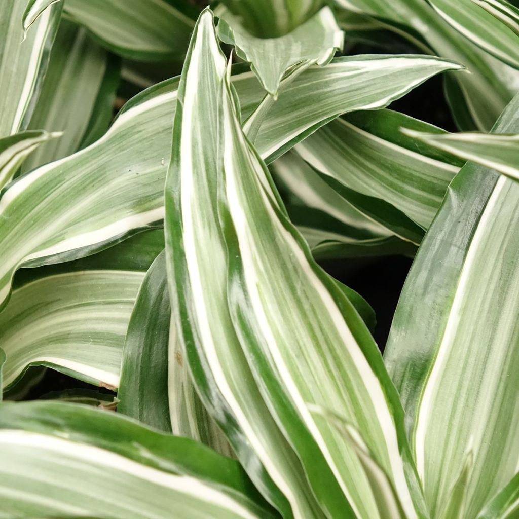 Dracaena Kanzi - Dragonnier