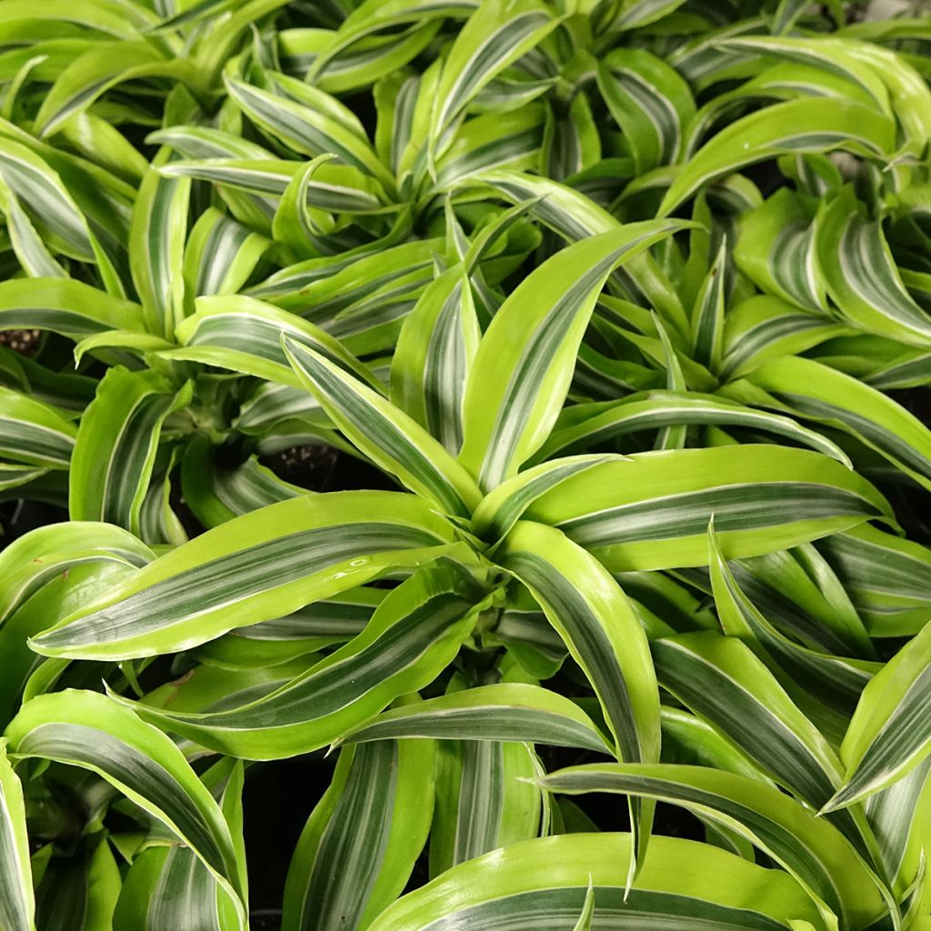 Dracaena Lemon Surprise - Dragonnier 