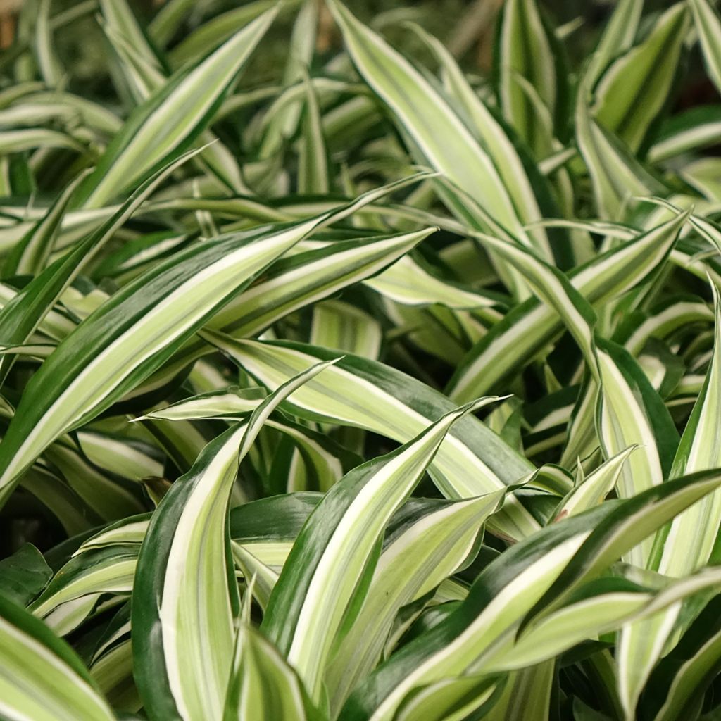 Dracaena Malaika - Dragonnier 