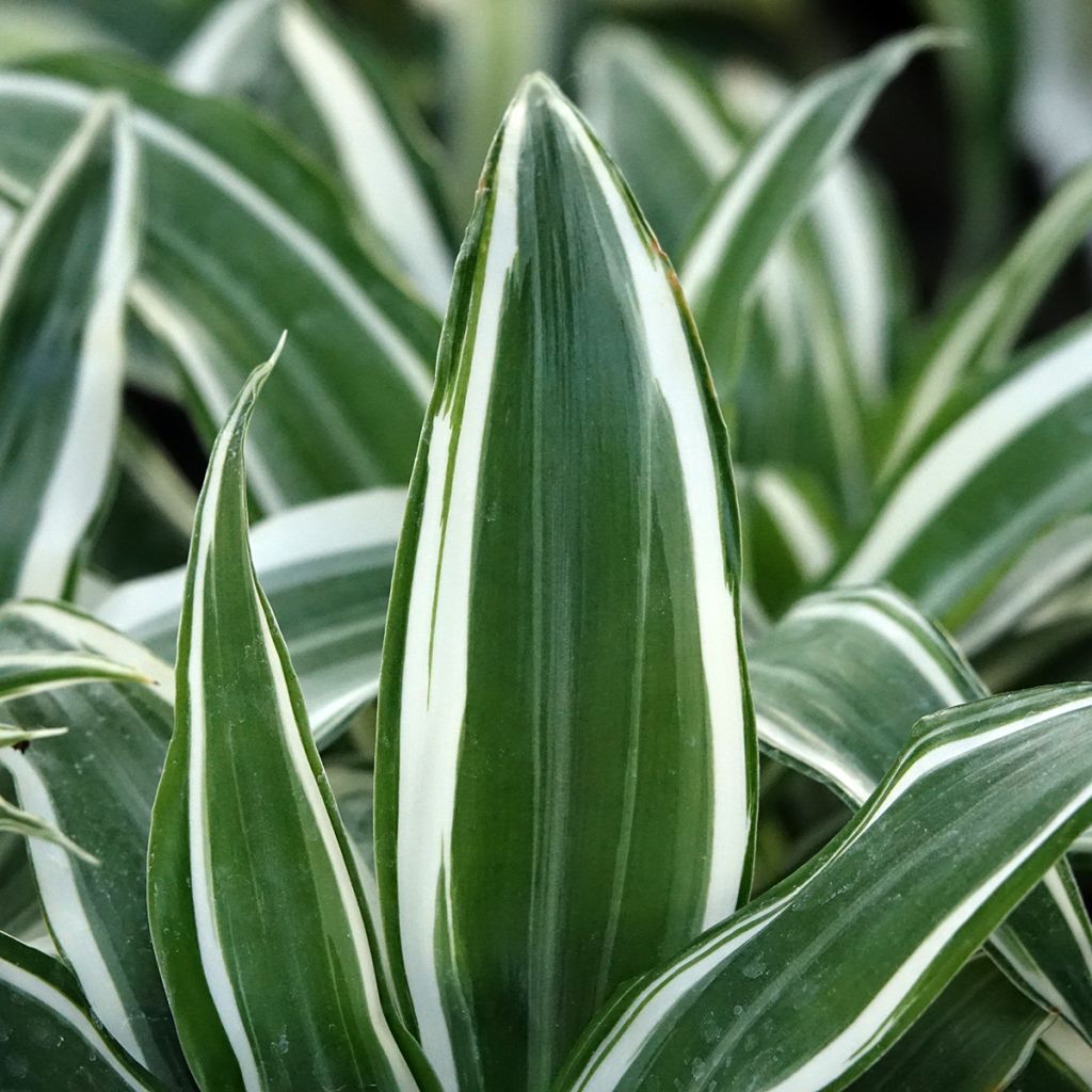 Dracaena White Jewel - Dragonnier