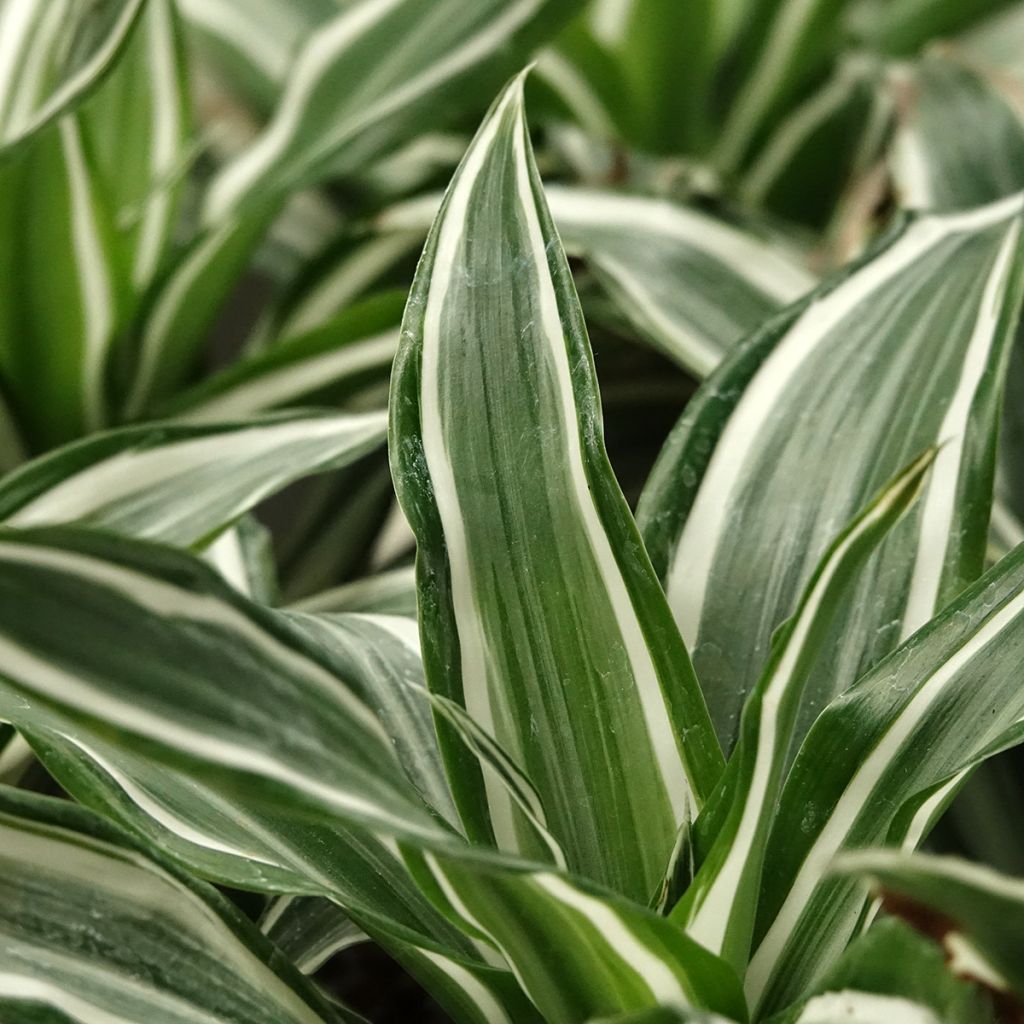 Dracaena White Jewel - Dragonnier