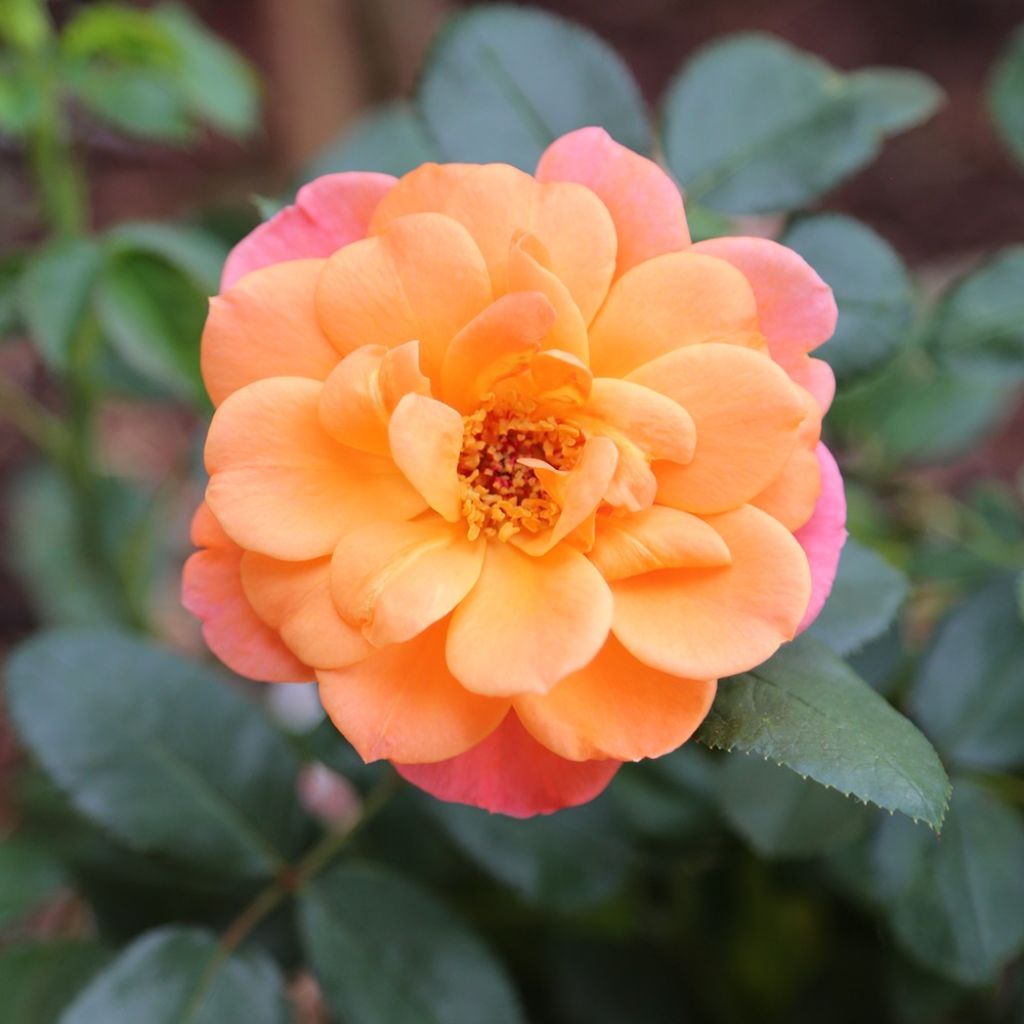 Rosier à fleurs groupées Sugar Candy Rose