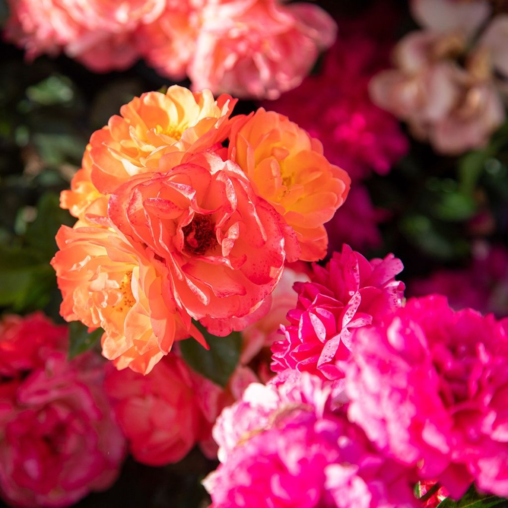 Rosier à fleurs groupées Sugar Candy Rose