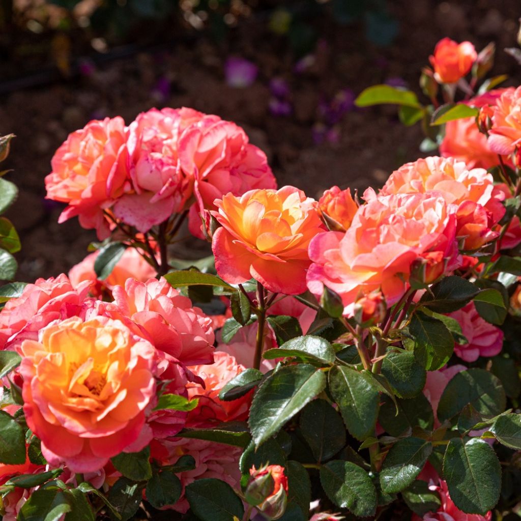 Rosier à fleurs groupées Sugar Candy Rose