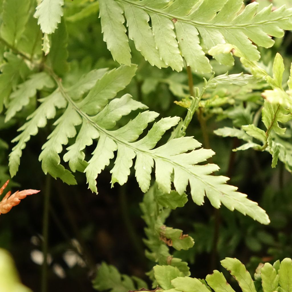 Dryopteris erythrosora Prolifica - Fougère à sores rouges 