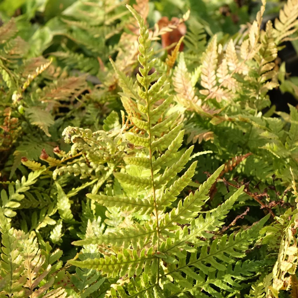 Dryopteris erythrosora Prolifica - Fougère à sores rouges 
