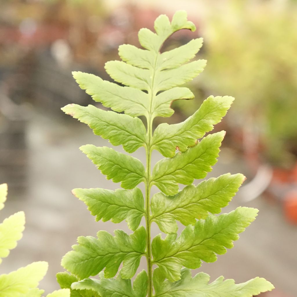 Dryopteris ludoviciana - Fougère