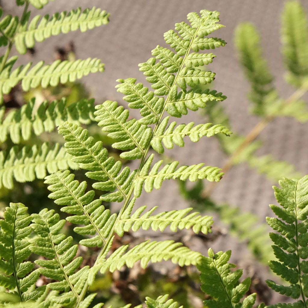 Dryopteris stewartii - Fougère