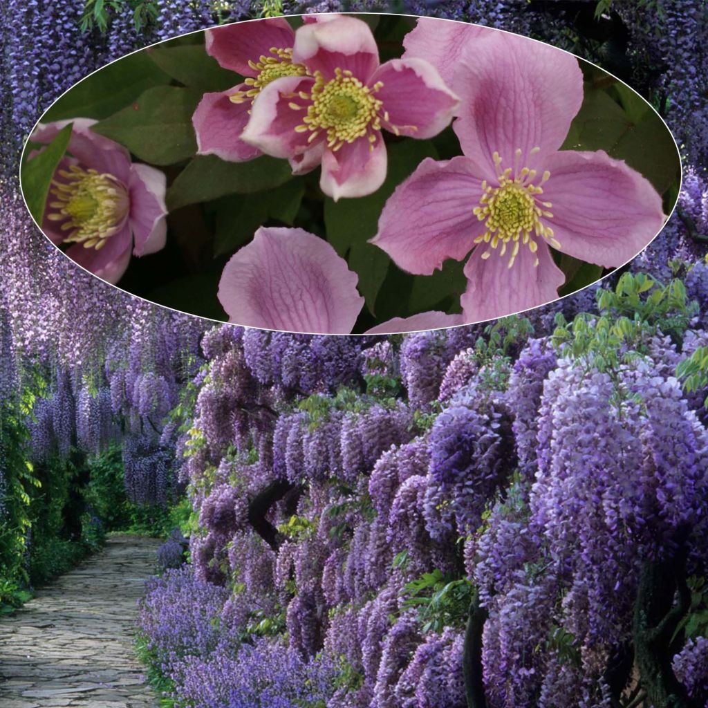 Duo Les géantes - Clématite montana Tetrarose et Glycine de Chine