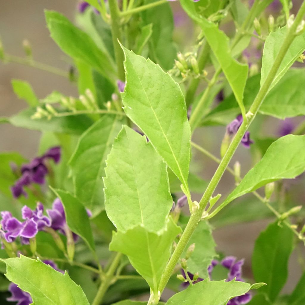 Duranta repens ou erecta - Vanillier de Cayenne