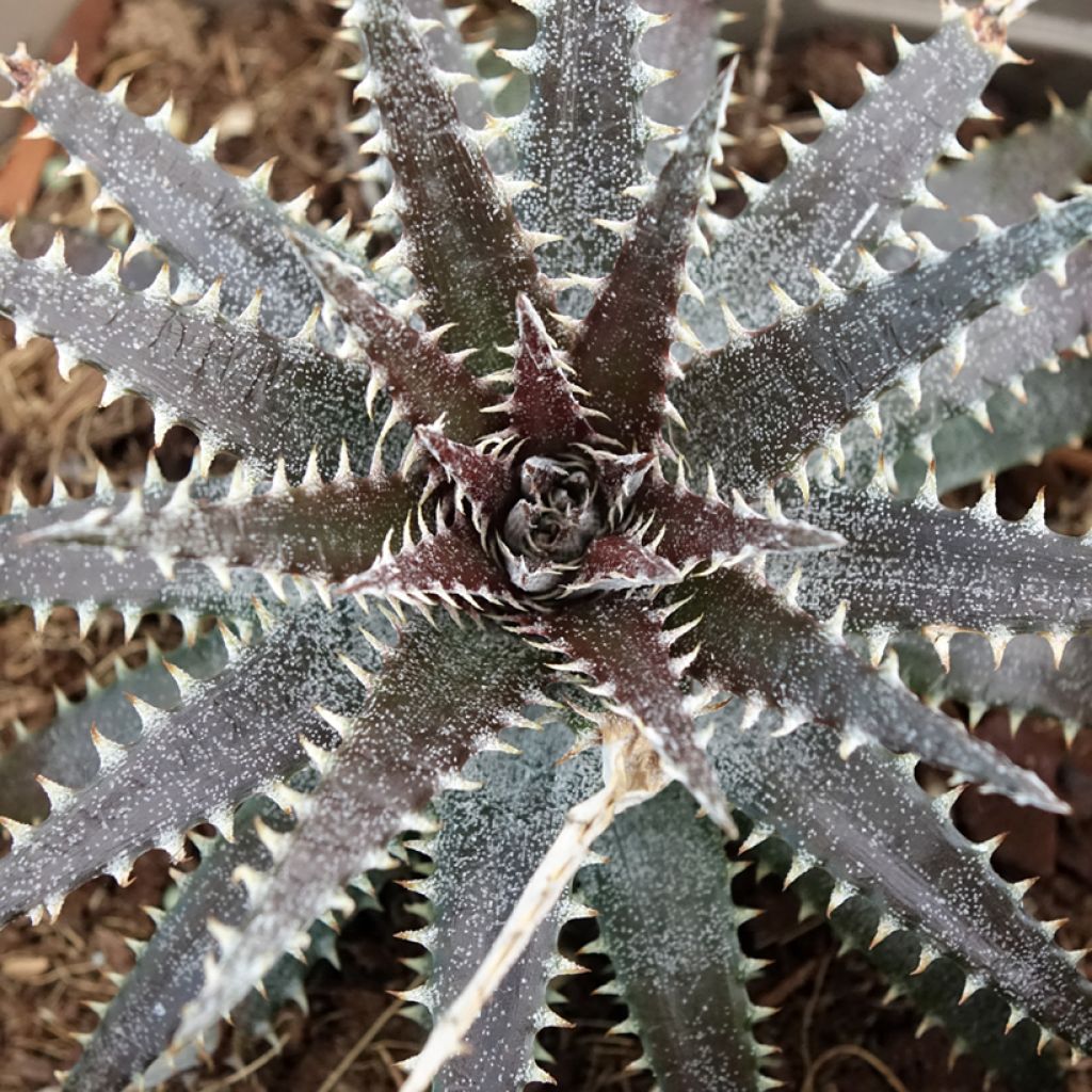 Dyckia Brittle Star - Broméliacée