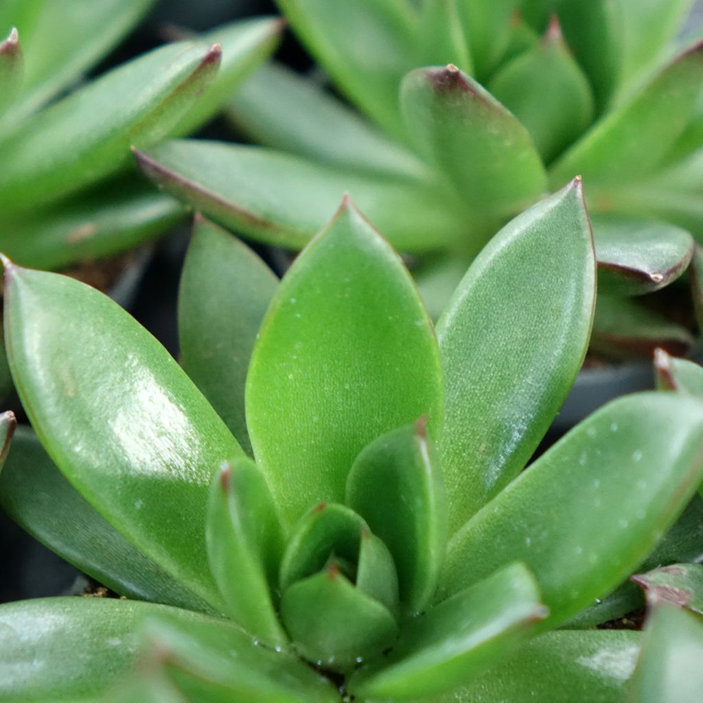 Echeveria agavoides Red Tip