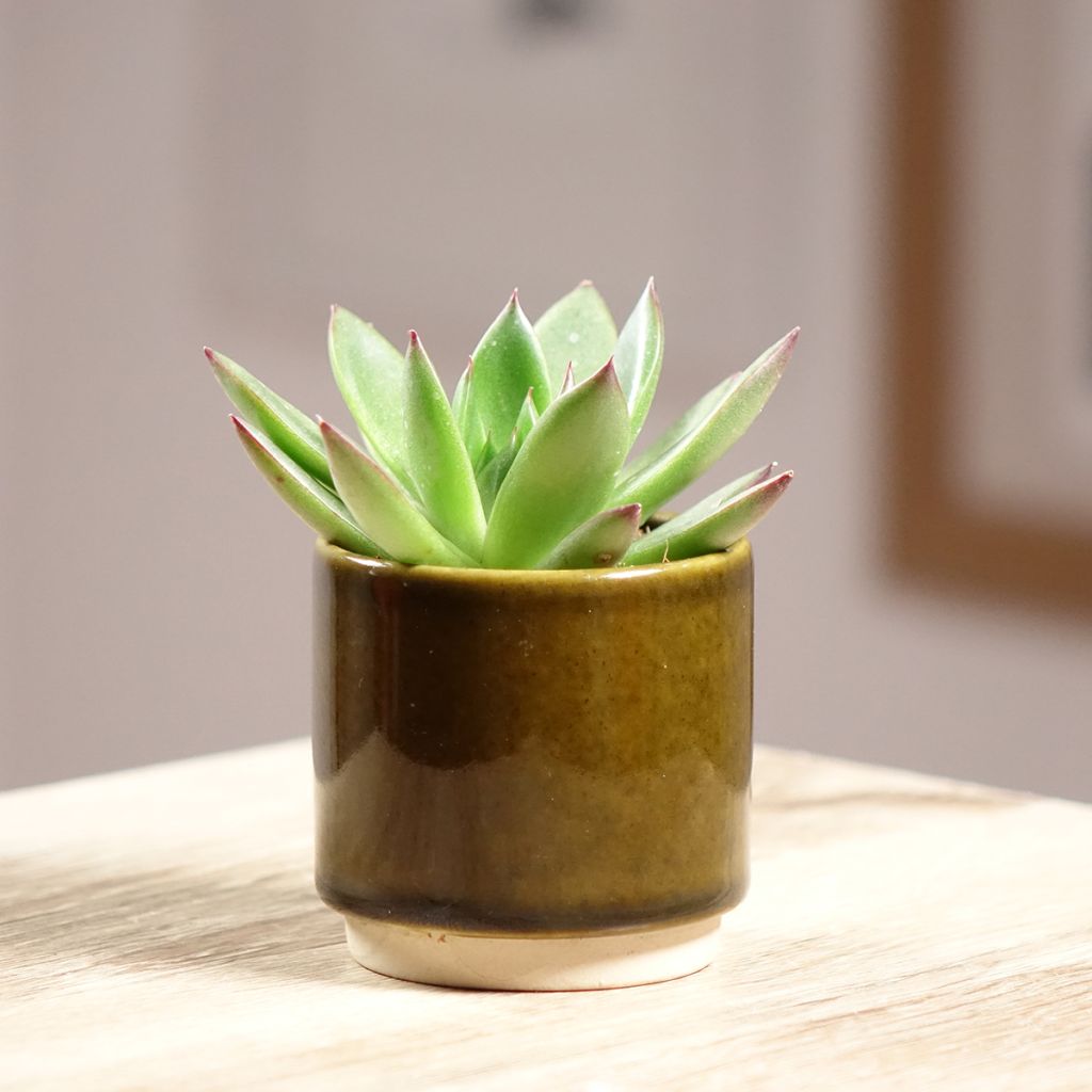 Echeveria agavoides Red Tip