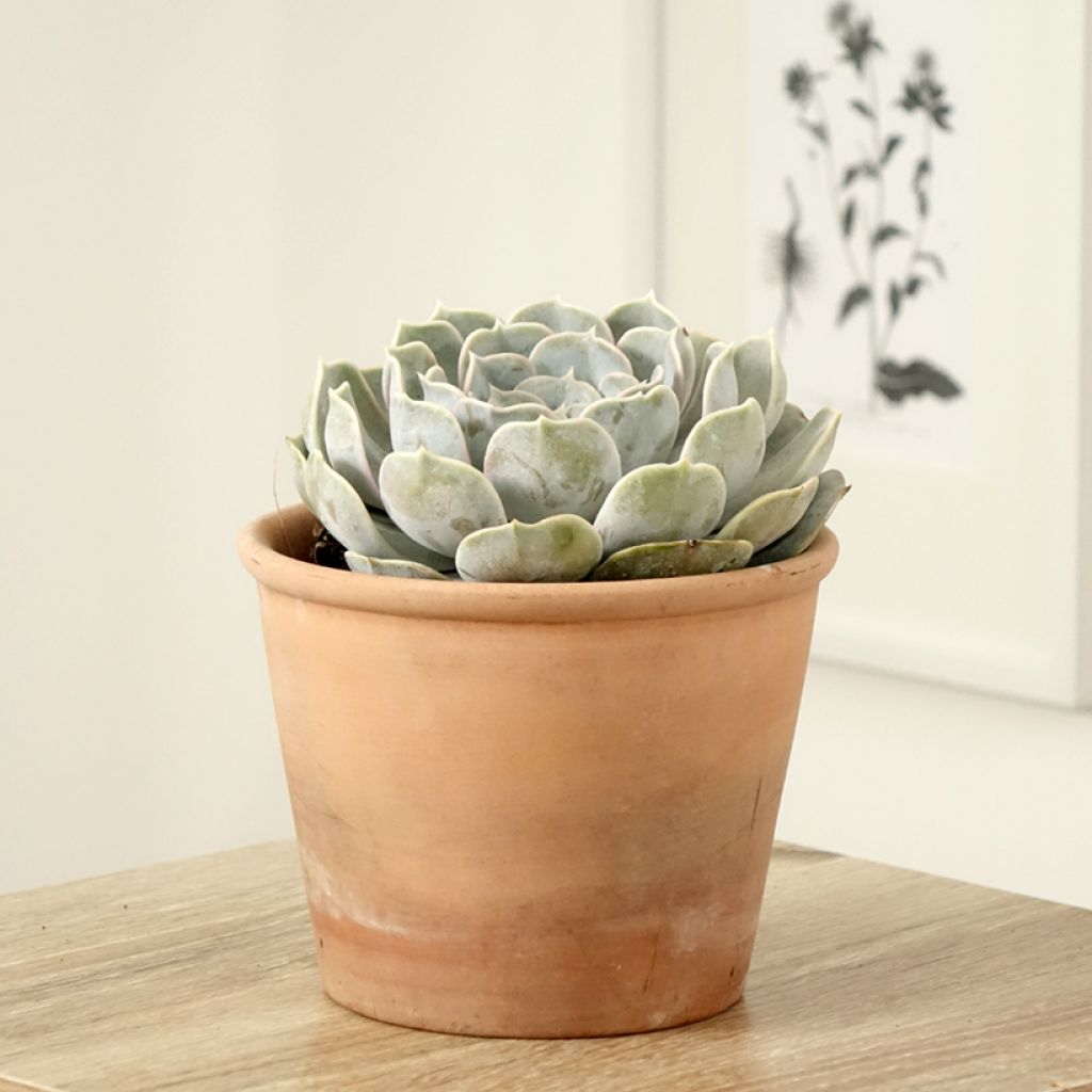 Echeveria lilacina