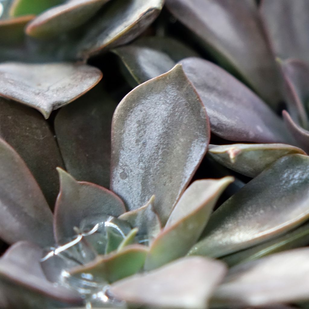 Echeveria Nina